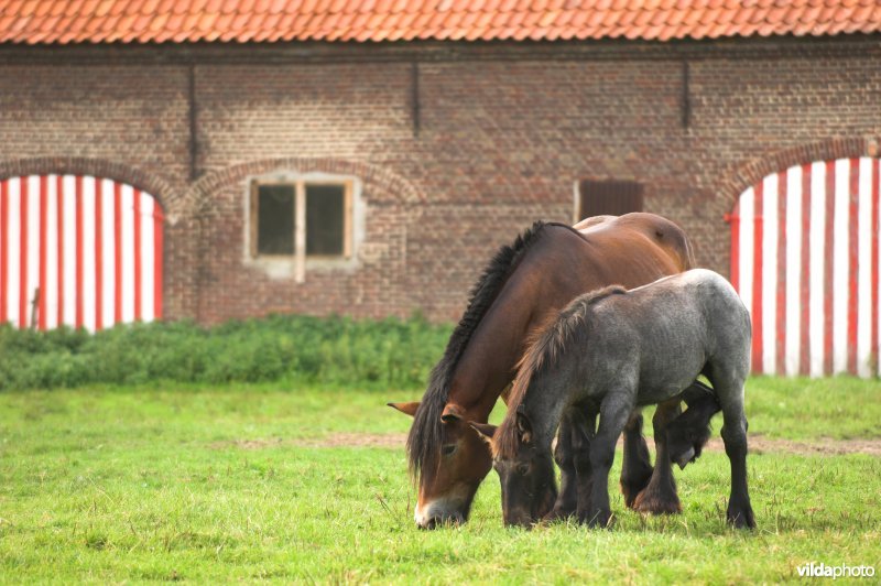 Boerepaard met veulen