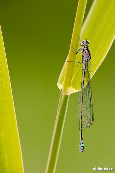 Variabele waterjuffer