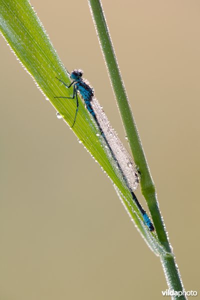 Variabele waterjuffer