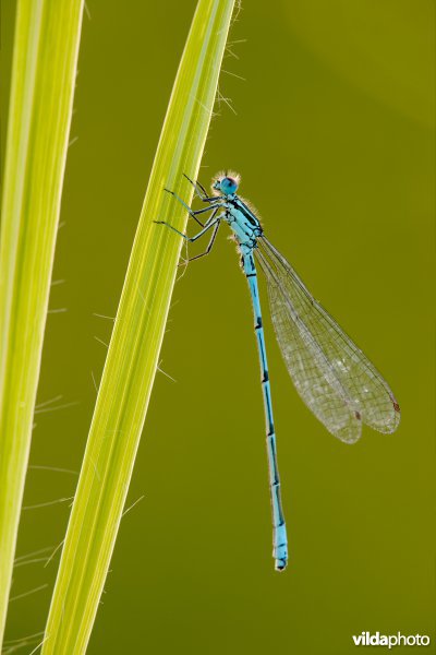 Azuurwaterjuffer