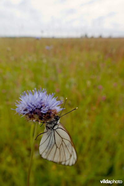 Groot geaderd witje op Zandblauwtje