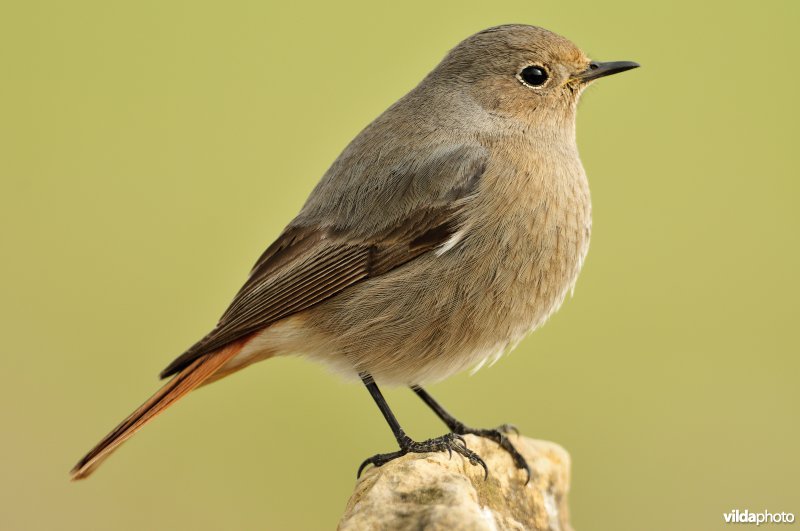 Zwarte roodstaart