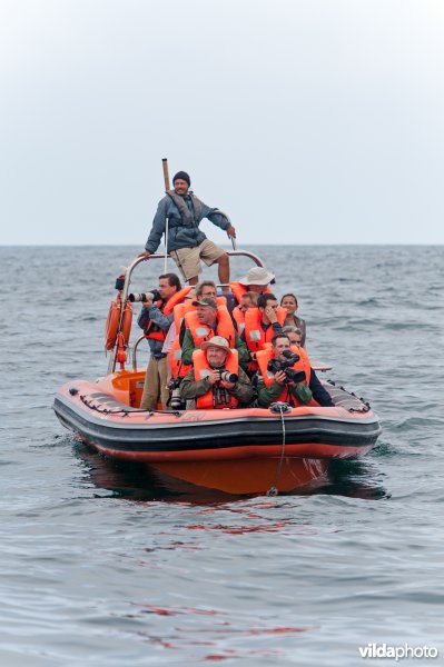 Vogelaars in een RIB (rigid inflatable boat) op de atlantische oceaan voor de kust van Sagres, Portugal