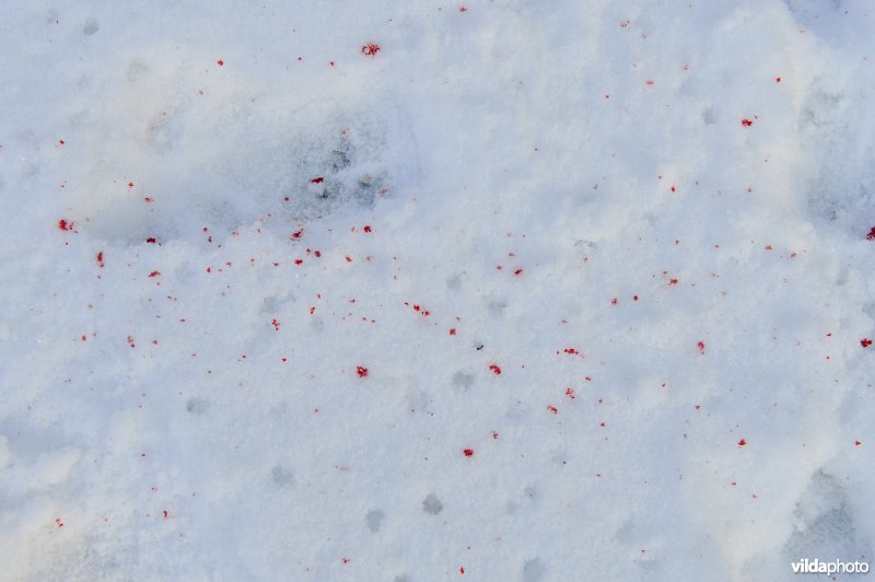 Everzwijnjacht in Vloethemveld