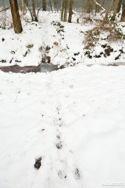 Everzwijnsporen in Vloethemveld