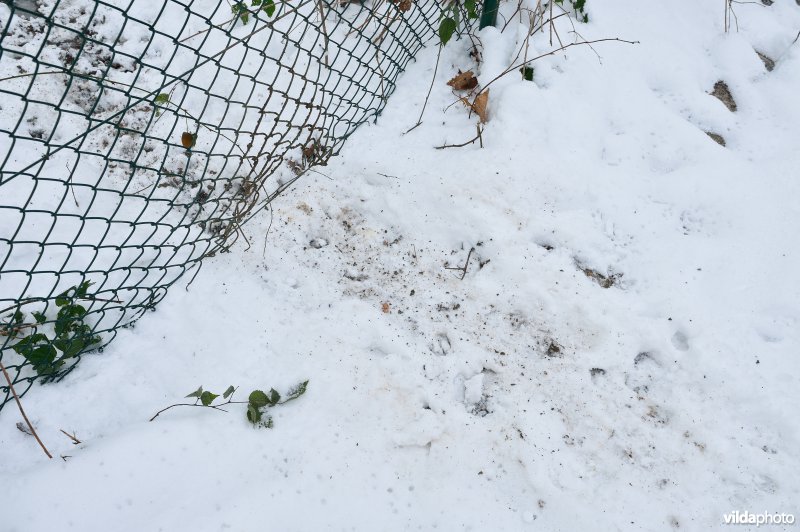 Everzwijnsporen in Vloethemveld