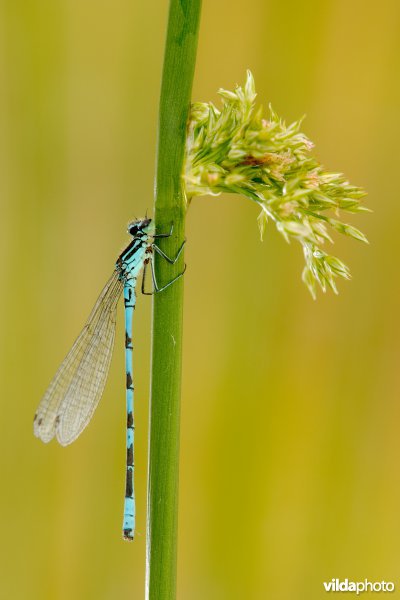 Speerwaterjuffer