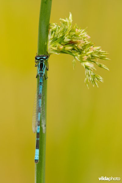 Speerwaterjuffer
