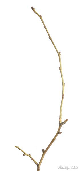 Twijg van Eenstijlige meidoorn