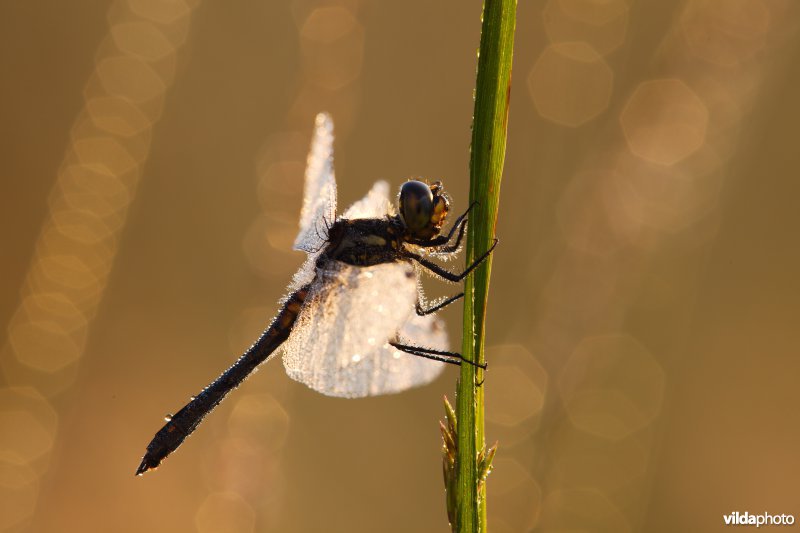 Zwarte heidelibel bij zonsopgang