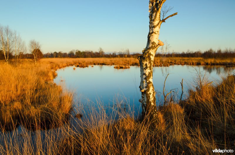 Hoogveenlandschap in het Haaksbergerveen