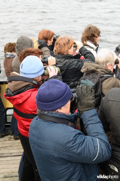 Vogelaars kijken naar vogels op het IJsselmeer. Hier overwinteren jaarlijks tienduizenden vogels.