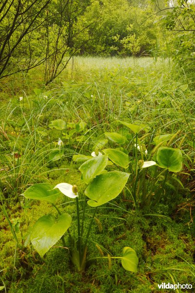 Verlandingsvegetatie