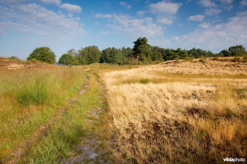 Heischraal grasland