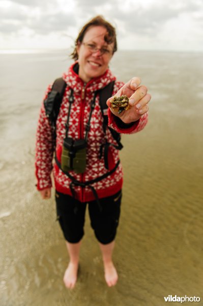 Toeristen op een excursie op de Waddenzee