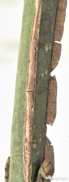 Wilde kardinaalsmuts