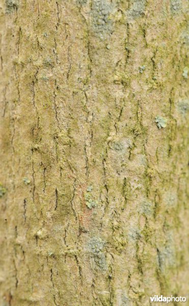 Schors van Gelderse roos