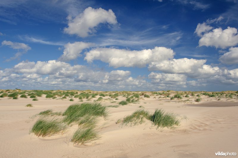 Wolkjes boven jonge duinen