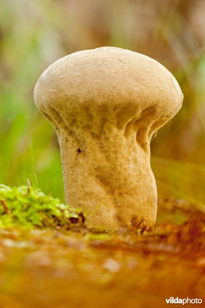 Parelstuifzwam