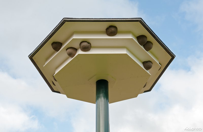 Plaatsing van een huiszwaluwtil in Brummen
