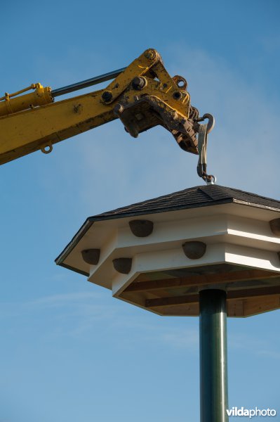 Plaatsing van een huiszwaluwtil in Brummen
