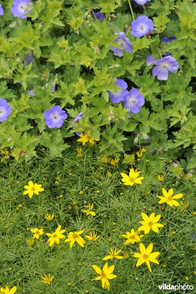 Border met Coreopsis en geranium