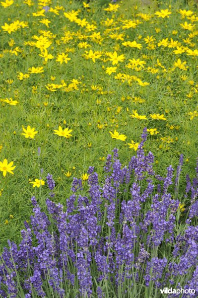 Border met Coreopsis en lavendel