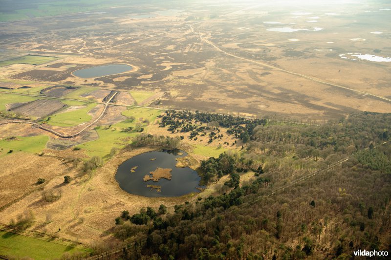 Dwingelderveld