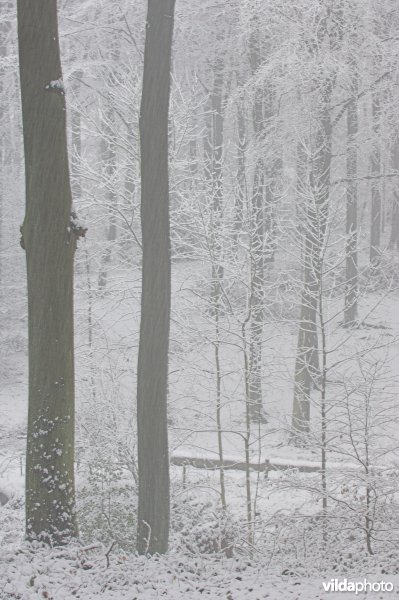Brakelbos in de sneeuw
