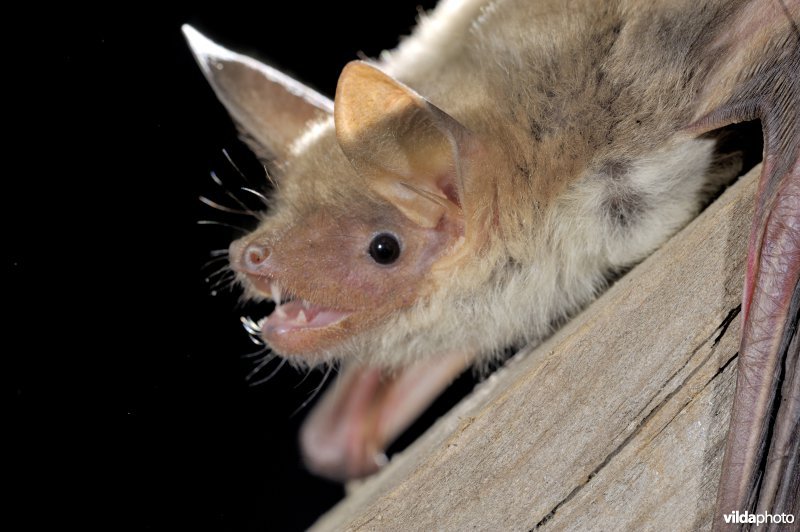 Portret van Kleine vale vleermuis