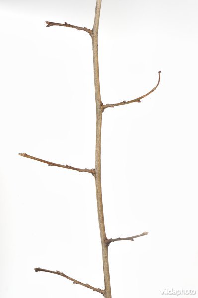 Twijg van Ruwe iep