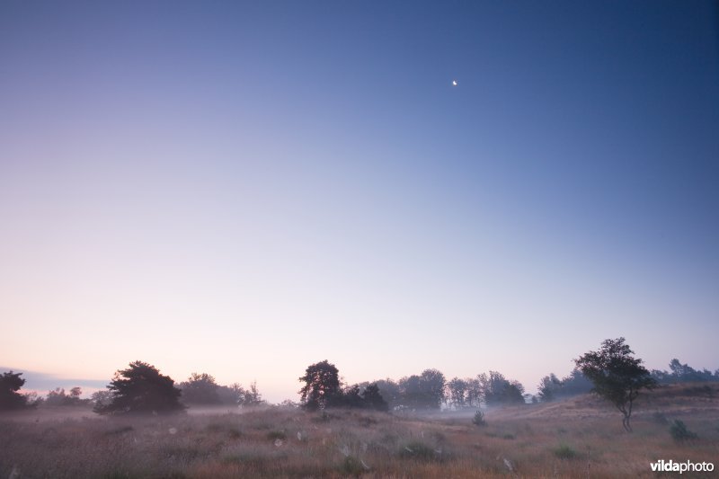 Maan boven een nevelige heide