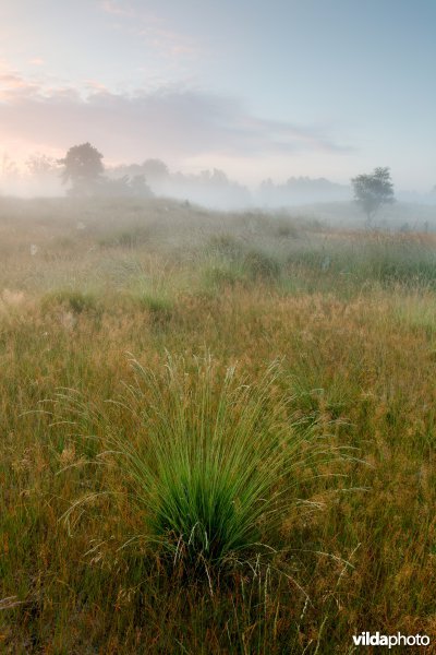 Zonsopgang boven de heide