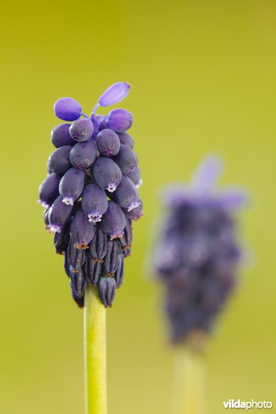 Wilde Blauwe druifjes