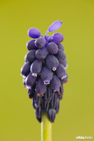 Wilde Blauwe druifjes