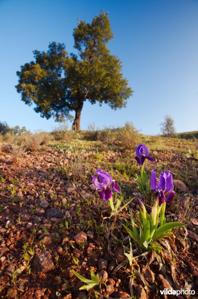 Wilde irissen onder een Kurkeik