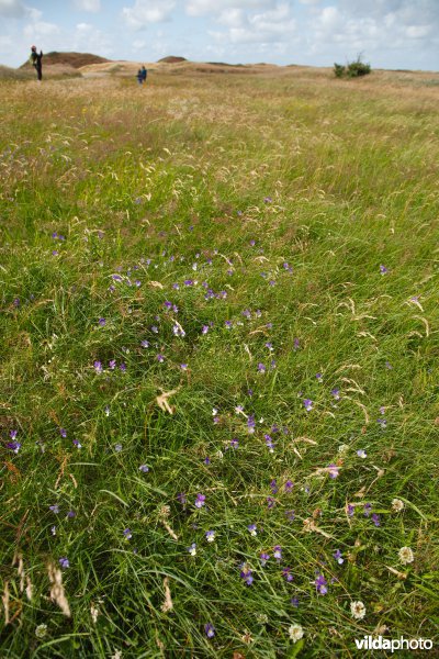 Duingrasland met viooltjes