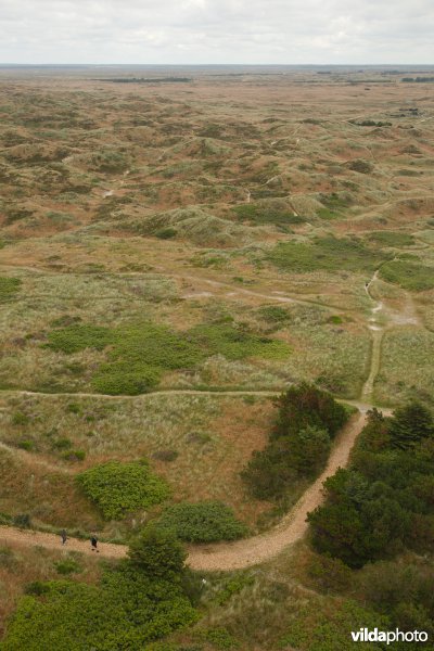 Begroeide duinen