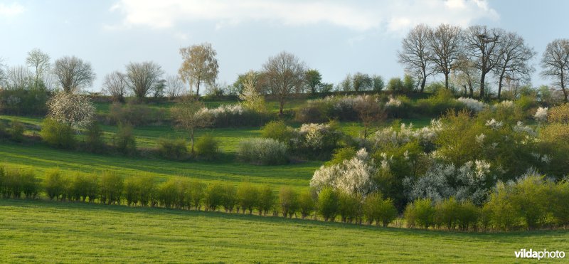 Haagjes in een bocagelandschap