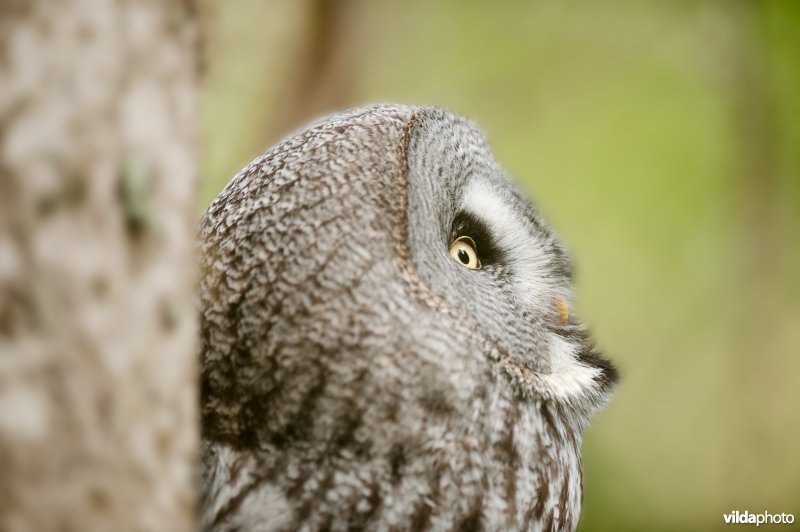 Laplanduil