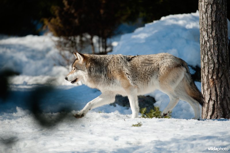 Wolf doorkruist besneeuwd bos