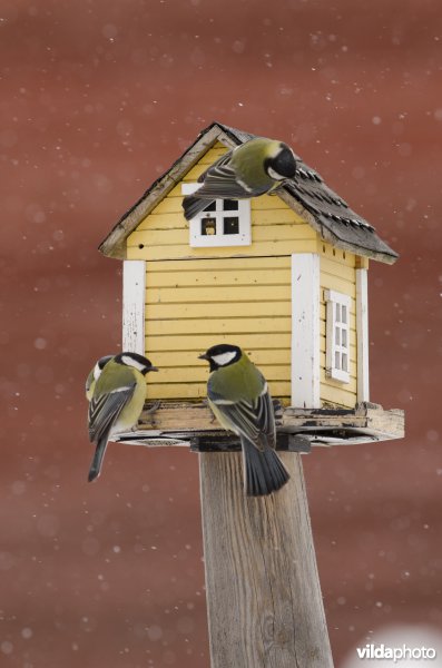 Vogels bezoeken een voederhuisje met vogelvoer