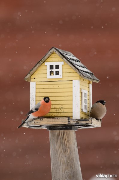 Vogels bezoeken een voederhuisje met vogelvoer