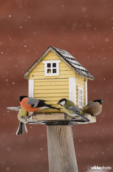 Vogels bezoeken een voederhuisje met vogelvoer