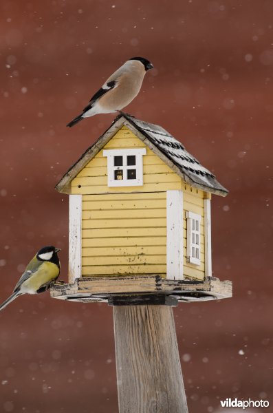 Vogels bezoeken een voederhuisje met vogelvoer