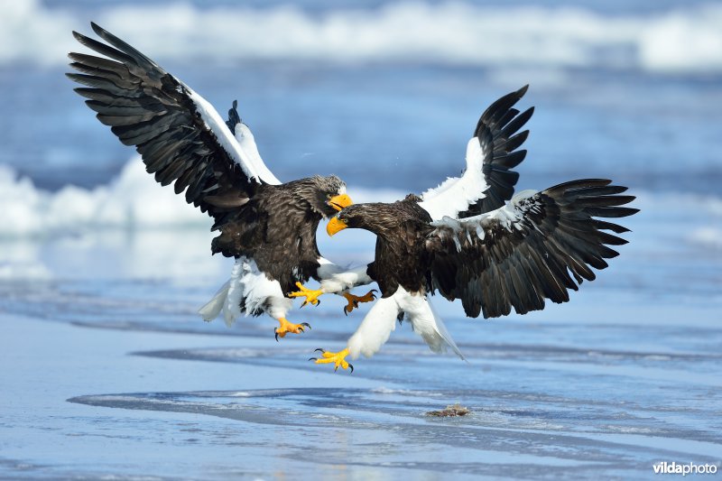 Stellers zeearenden vechtend voor eten