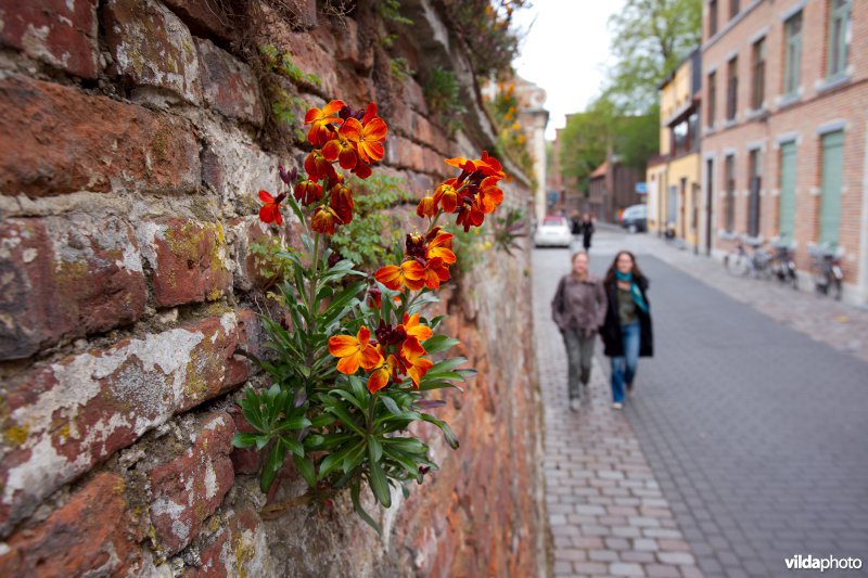 Muurbloem op een stadsmuur