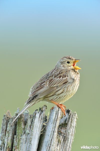 Zingende Grauwe gors