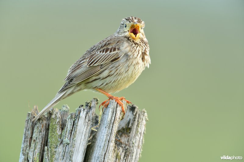 Zingende Grauwe gors
