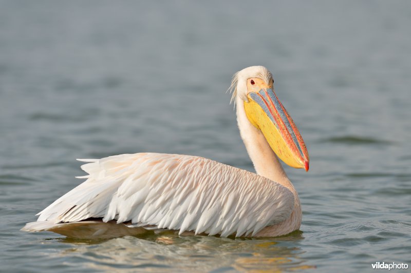 Witte pelikaan in roze prachtkleed